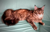 Photo №1. maine coon - for sale in the city of Kemerovo | negotiated | Announcement № 110819