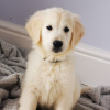 Photo №2 to announcement № 99656 for the sale of golden retriever - buy in Germany private announcement