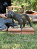 Additional photos: American bully with pocket on sale