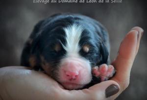 Photo №2 to announcement № 890 for the sale of bernese mountain dog - buy in France breeder