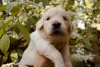 Photo №3. golden retriever puppies. Russian Federation