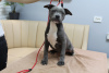 Photo №2 to announcement № 43376 for the sale of american staffordshire terrier - buy in Moldova breeder