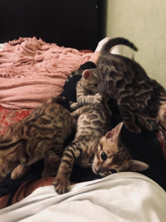 Photo №3. Bengal kittens of Ben n 24 color are ready to move. There are 3 girls and 1 boy.. Russian Federation