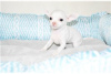 Photo №4. I will sell chihuahua in the city of Bamberg. private announcement - price - Is free