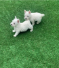 Photo №1. west highland white terrier - for sale in the city of Stockholm | negotiated | Announcement № 113177