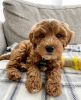 Photo №1. american cocker spaniel - for sale in the city of Warsaw | 406$ | Announcement № 31240