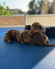 Photo №4. I will sell dachshund in the city of Malibu. breeder - price - 400$