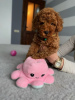 Photo №3. Little red poodle puppies. Serbia