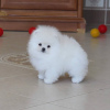 Photo №4. I will sell pomeranian in the city of Гамбург. private announcement - price - 380$