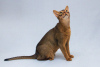 Additional photos: Zhorik is a young Abyssinian cat.