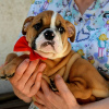 Photo №2 to announcement № 114390 for the sale of english bulldog - buy in Serbia breeder