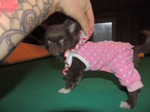 Photo №2 to announcement № 4188 for the sale of chihuahua - buy in Russian Federation private announcement