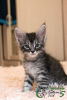 Photo №2 to announcement № 8643 for the sale of maine coon - buy in Russian Federation private announcement, from nursery, breeder