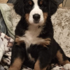 Photo №4. I will sell bernese mountain dog in the city of Дятлово. breeder - price - 313$