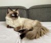 Photo №2 to announcement № 101803 for the sale of ragdoll - buy in Germany private announcement, breeder