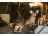 Photo №1. abyssinian cat - for sale in the city of Guayaguayare | negotiated | Announcement № 10009