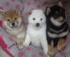 Photo №1. shiba inu - for sale in the city of Berlin | Is free | Announcement № 125358