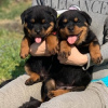 Photo №1. rottweiler - for sale in the city of Anderlecht | Is free | Announcement № 116724