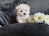 Photo №1. maltese dog - for sale in the city of Berlin | Is free | Announcement № 23732