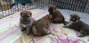 Photo №3. Super Shiba puppies. Russian Federation
