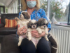 Photo №1. shih tzu - for sale in the city of Гамбург | Is free | Announcement № 12274