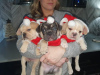 Photo №2 to announcement № 79658 for the sale of french bulldog - buy in Netherlands private announcement, from nursery