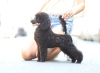 Photo №3. Miniature poodle female for sale. Serbia