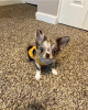 Photo №1. chihuahua - for sale in the city of Montreal | 500$ | Announcement № 103646