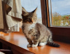 Additional photos: Maine Coon kitten with pedigree, black tiger with white