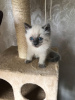 Photo №2 to announcement № 96927 for the sale of ragdoll - buy in Germany private announcement, from nursery