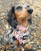 Photo №2 to announcement № 104014 for the sale of dachshund - buy in Germany 