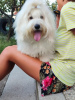 Photo №3. Coton de Tulear. Serbia