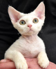 Photo №2 to announcement № 88500 for the sale of devon rex - buy in Austria private announcement