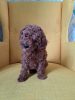 Photo №3. Toy poodle/miniature poodle puppies. Russian Federation