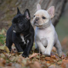 Photo №1. french bulldog - for sale in the city of Дрезден | 380$ | Announcement № 127371