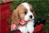 Photo №2 to announcement № 117677 for the sale of non-pedigree dogs - buy in Germany private announcement