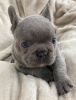 Photo №2 to announcement № 11279 for the sale of french bulldog - buy in United Kingdom private announcement