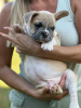 Additional photos: Puppies for sale very cute French bulldog.