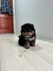 Additional photos: Pomeranians puppies