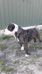 Photo №4. I will sell english bulldog in the city of Kiev. private announcement - price - negotiated