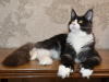 Photo №2 to announcement № 26956 for the sale of maine coon - buy in United States from nursery