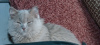Photo №4. I will sell british longhair in the city of Podolsk. private announcement, from nursery, breeder - price - 350$