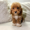 Photo №1. poodle (toy) - for sale in the city of Heidelberg | negotiated | Announcement № 86363