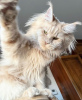 Photo №2 to announcement № 103700 for the sale of maine coon - buy in Germany breeder