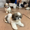 Photo №3. Having some adorable shihtzu puppies giving out for adoption. United States
