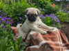 Photo №1. pug - for sale in the city of Limassol | 740$ | Announcement № 103929