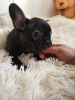 Photo №1. french bulldog - for sale in the city of Nuremberg | 380$ | Announcement № 118258