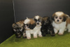 Photo №1. shih tzu - for sale in the city of Helsinki | negotiated | Announcement № 108675