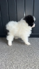Photo №1. pomeranian - for sale in the city of Fremont | 300$ | Announcement № 99310
