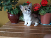 Photo №2 to announcement № 9804 for the sale of welsh corgi - buy in Lithuania from nursery, breeder